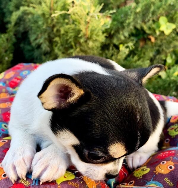 Pablo Teacup Chihuahua lying comfortably showing black and white short hair coat
