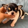 Pablo Teacup Chihuahua close-up portrait with striking black and white coloring