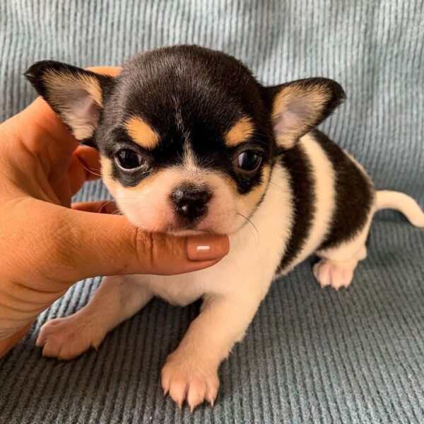 Pablo Teacup Chihuahua close-up portrait with striking black and white coloring