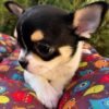Pablo Teacup Chihuahua ready for forever family with black and white markings