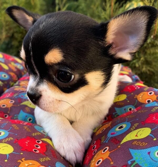 Pablo Teacup Chihuahua ready for forever family with black and white markings