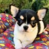 Close-up of Pablo Teacup Chihuahua, a male Short Hair Teacup Chihuahua puppy with expressive eyes and a black, white, and cream coat.