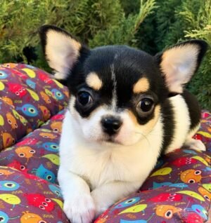 Close-up of Pablo Teacup Chihuahua, a male Short Hair Teacup Chihuahua puppy with expressive eyes and a black, white, and cream coat.