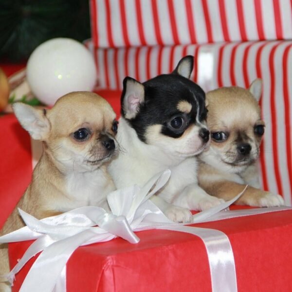 Pablo Teacup Chihuahua with his siblings sitting on Christmas gift boxes