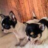 Pablo Teacup Chihuahua puppy with his father Chihuahua