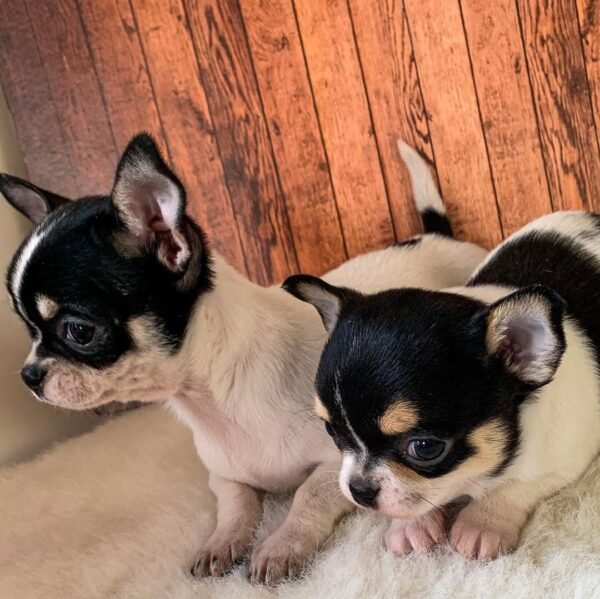 Pablo Teacup Chihuahua puppy with his father Chihuahua