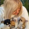 Pablo Teacup Chihuahua puppy and siblings carried on breeder Selena's hand