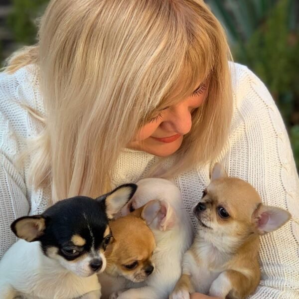 Pablo Teacup Chihuahua puppy and siblings carried on breeder Selena's hand