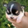 Pablo Teacup Chihuahua puppy exploring his surroundings