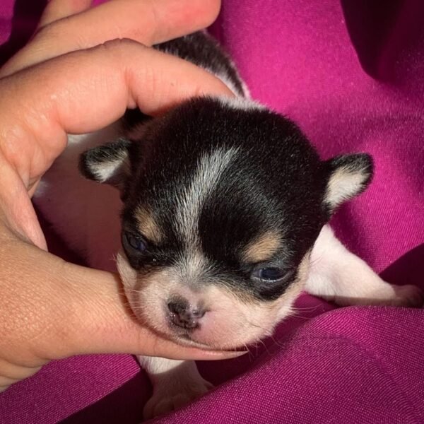 Pablo Teacup Chihuahua puppy sitting quietly a few weeks after birth