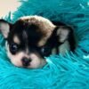 Pablo Short Hair Teacup Chihuahua puppy looking at the camera