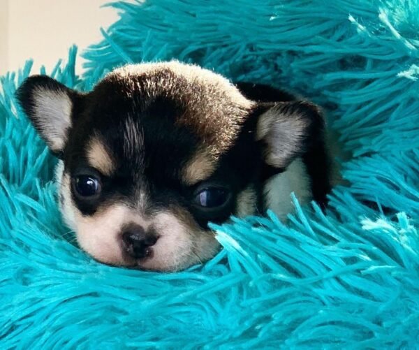 Pablo Short Hair Teacup Chihuahua puppy looking at the camera