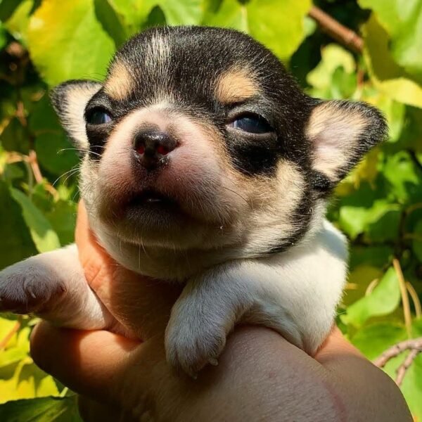Very young Pablo Teacup Chihuahua puppy sleeping peacefully