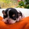 Pablo black and white Chihuahua puppy resting peacefully indoors