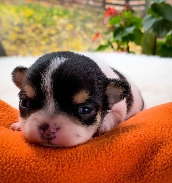 Pablo black and white Chihuahua puppy resting peacefully indoors