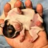 Pablo Teacup Chihuahua newborn puppy at birth resting peacefully