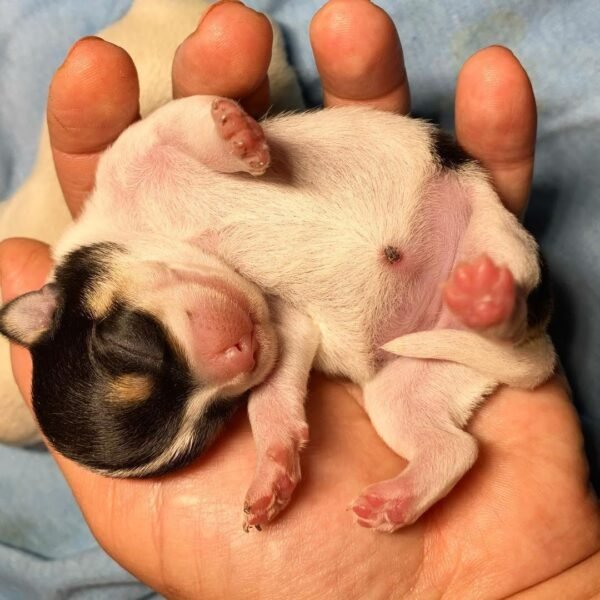 Pablo Teacup Chihuahua newborn puppy at birth resting peacefully