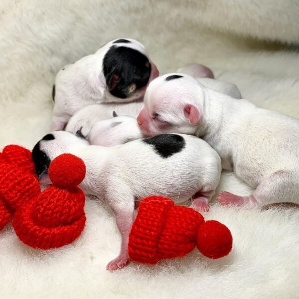 Pablo Teacup Chihuahua puppy celebrating first birthday with siblings