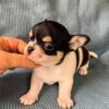 Pablo black and white Teacup Chihuahua puppy a few weeks old