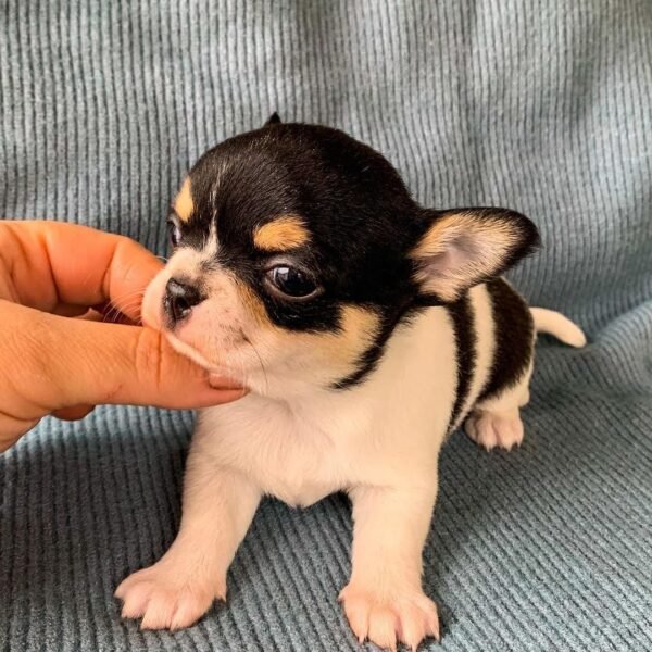 Pablo black and white Teacup Chihuahua puppy a few weeks old