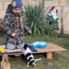 Pablo Teacup Chihuahua puppy and siblings playing with Mike Junior in green backyard
