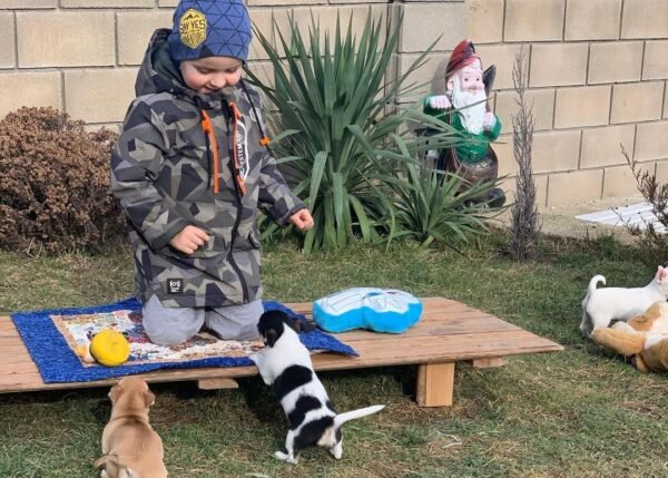 Pablo Teacup Chihuahua puppy and siblings playing with Mike Junior in green backyard