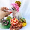 Pretty Penny Teacup Chihuahua wearing a colorful cap during a playful puppy photoshoot.