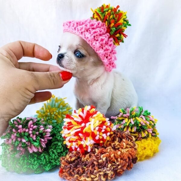 Pretty Penny Teacup Chihuahua wearing a colorful cap during a playful puppy photoshoot.