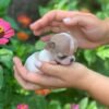 Pretty Penny Teacup Chihuahua at just a few weeks old being held by her breeder outdoors.
