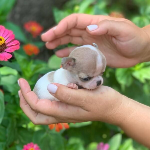 Pretty Penny Teacup Chihuahua at just a few weeks old being held by her breeder outdoors.