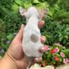 Pretty Penny Teacup Chihuahua puppy comfortably resting with her breeder in the garden.