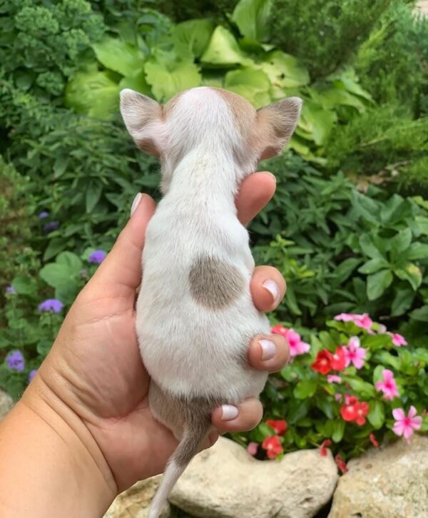 Pretty Penny Teacup Chihuahua puppy comfortably resting with her breeder in the garden.