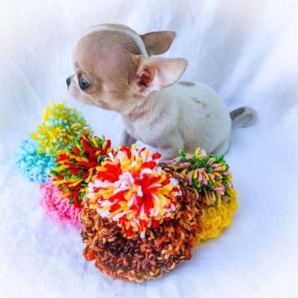 Pretty Penny Teacup Chihuahua wearing a cute handmade cap during a professional puppy photoshoot.