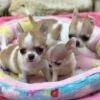 Pretty Penny Teacup Chihuahua sitting happily beside Maya and Merribeth outside on a blanket.