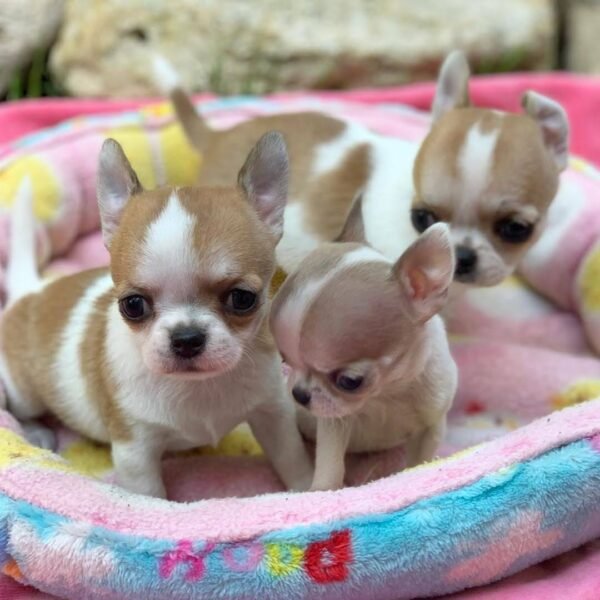 Pretty Penny Teacup Chihuahua sitting happily beside Maya and Merribeth outside on a blanket.