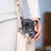 Mini Chihuahua Clyde Ready for His Forever Home Mini Chihuahua Clyde being carried in the breeder's handbag