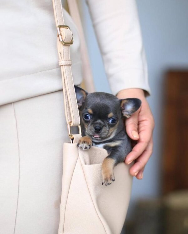 Mini Chihuahua Clyde Ready for His Forever Home Mini Chihuahua Clyde being carried in the breeder's handbag