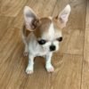 Pretty Penny Teacup Chihuahua short-haired fawn and white female puppy standing.