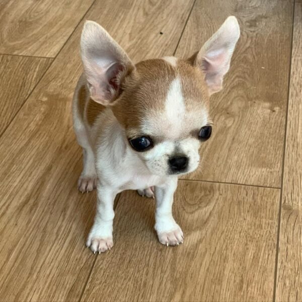 Pretty Penny Teacup Chihuahua short-haired fawn and white female puppy standing.