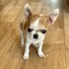 Pretty Penny Teacup Chihuahua Fawn & White female short-haired puppy