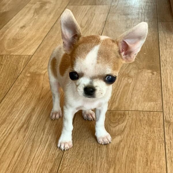 Pretty Penny Teacup Chihuahua Fawn & White female short-haired puppy