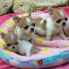 Pretty Penny Teacup Chihuahua relaxing on a soft outdoor blanket with sisters Maya and Merribeth.