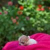 Pretty Penny Teacup Chihuahua puppy resting safely in her breeder's hands beside the garden.