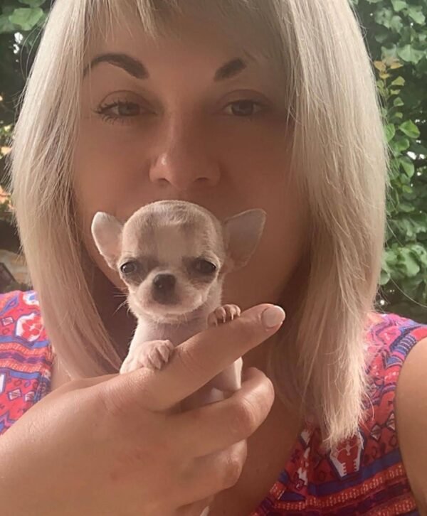 Breeder holding newborn Pretty Penny Teacup Chihuahua beside a colorful flower garden.