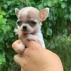 Pretty Penny Teacup Chihuahua curiously looking around while being held outdoors.