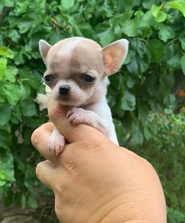 Pretty Penny Teacup Chihuahua curiously looking around while being held outdoors.