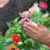 Breeder posing with Pretty Penny Teacup Chihuahua in a blooming garden.