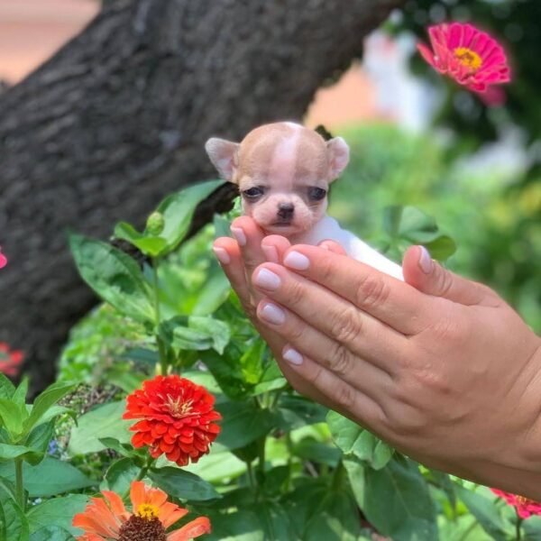 Breeder posing with Pretty Penny Teacup Chihuahua in a blooming garden.