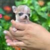 Pretty Penny Teacup Chihuahua enjoying a sunny day in the breeder's arms.
