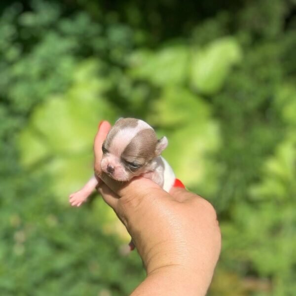 Pretty Penny Teacup Chihuahua experiencing her first outdoor garden photoshoot.
